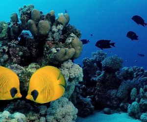 Last Minute Sharm El Sheikh