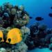 Last Minute Sharm El Sheikh